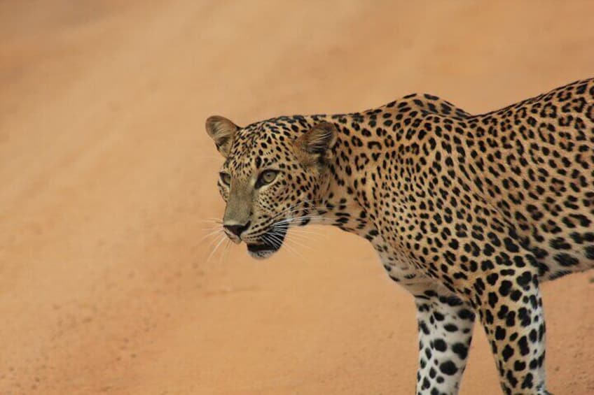 Yala National Park Safari with Transfer from Ella to Arugam Bay