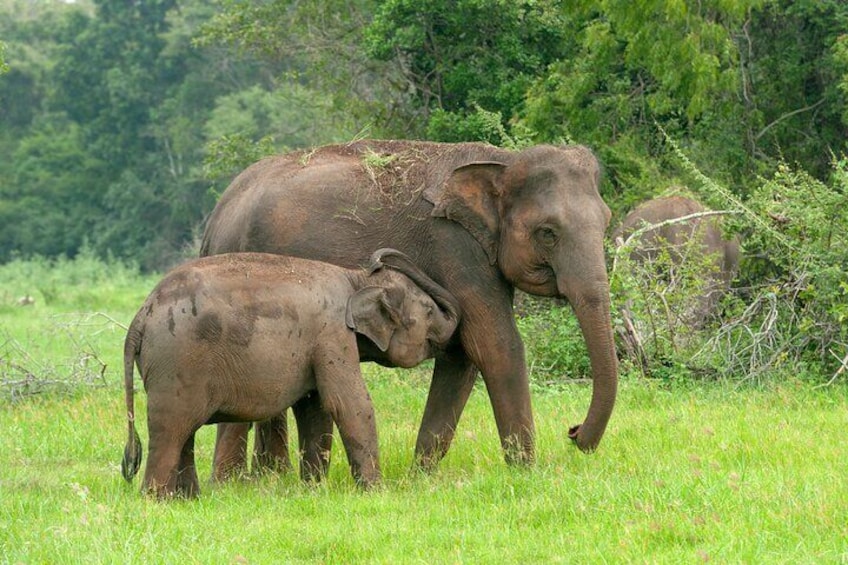 Yala National Park Safari with Transfer from Ella to Arugam Bay