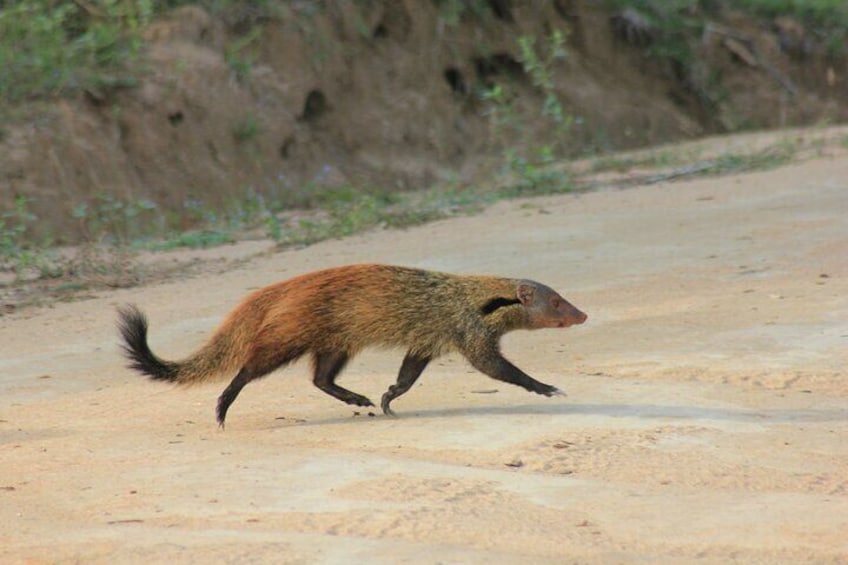 Yala National Park Safari with Transfer from Ella to Arugam Bay