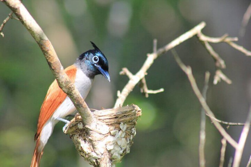 Yala National Park Safari with Transfer from Ella to Arugam Bay