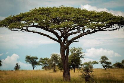 Wild Tanzania Safari: Arusha, Tarangire, Ngorongoro, Serengeti