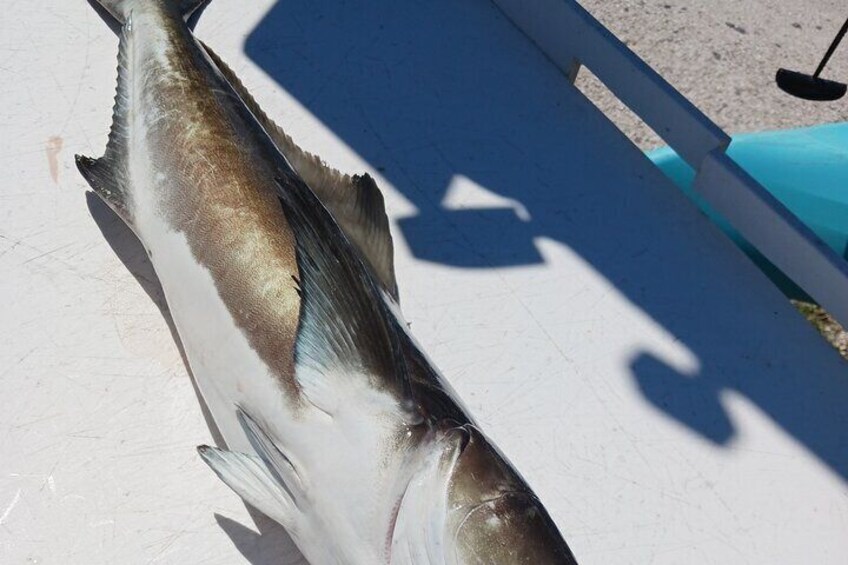 6 Hour Private Fishing Tour in Sarasota with Master Captain Bill