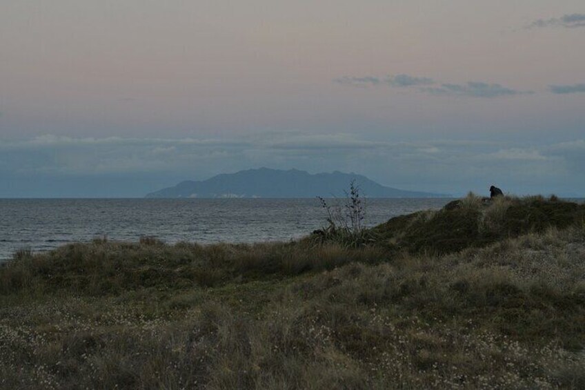 Nocturnal Wonders Tawharanui Kiwi Spotting and Stargazing Tour