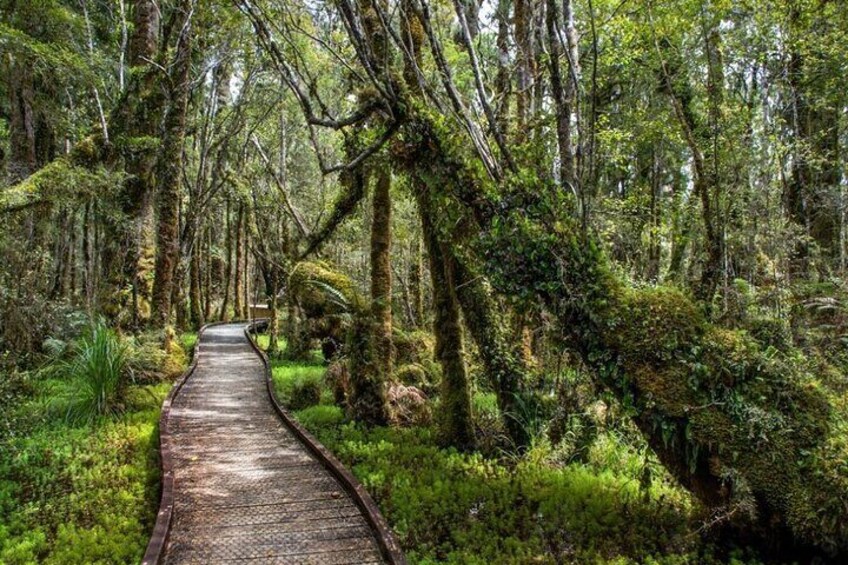 Christchurch to Franz Josef via Hokitika 1 Way Small Group Tour 