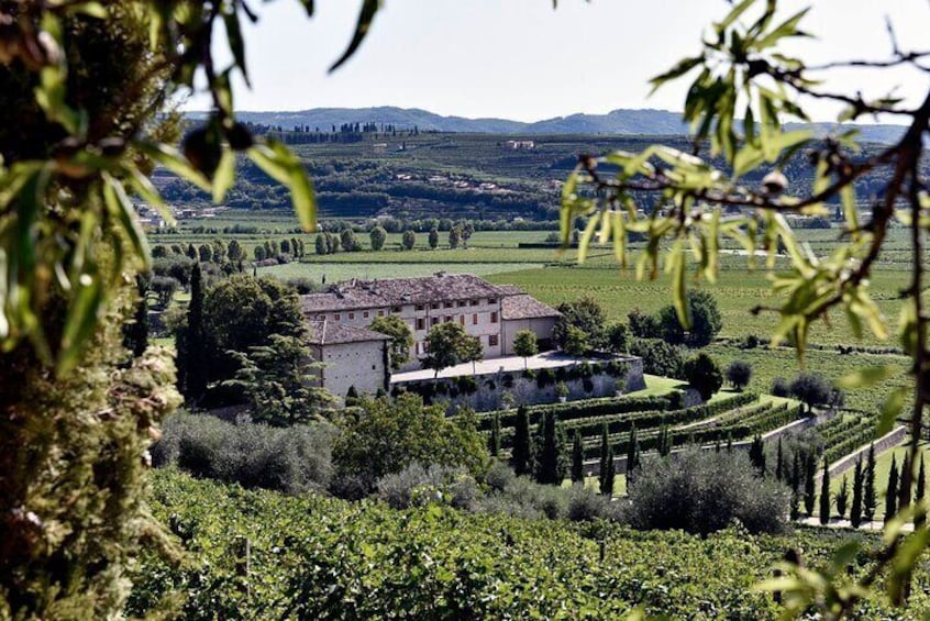 Tasting of 4 Valpolicella Wines with Vineyard and Cellar Tour