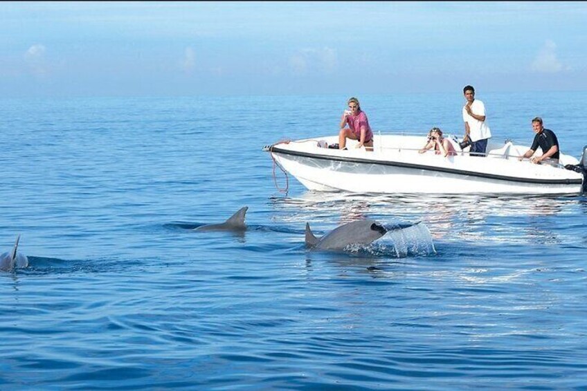 Speed Boat Dolphin Watching and Snorkeling Tour in Hurghada