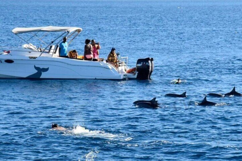 Speed Boat Dolphin Watching and Snorkeling Tour in Hurghada