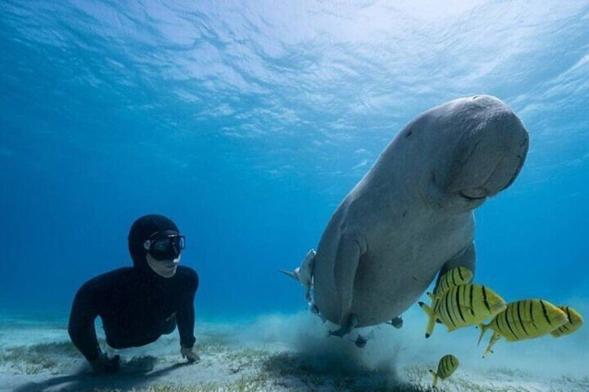 Diving with Dugongs and Turtles and Lunch in Marsa Mubarak