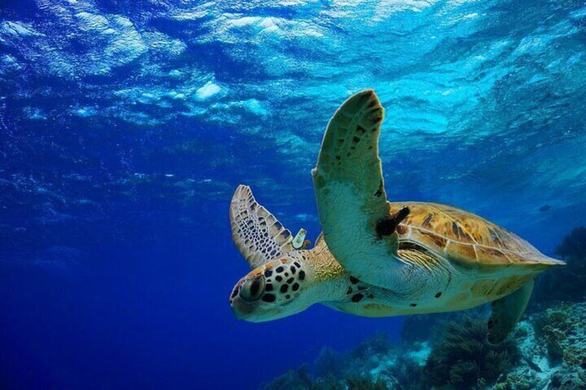 Diving with Dugongs and Turtles With Lunch in Marsa Mubarak