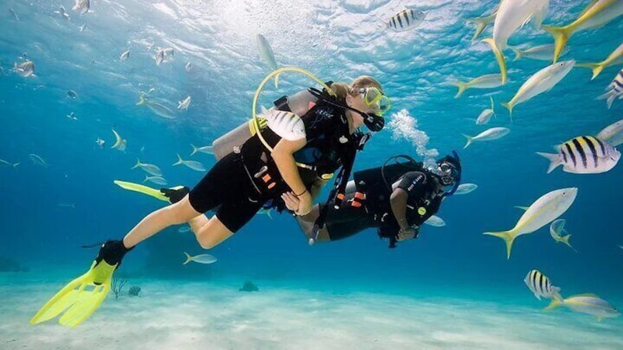 Diving with Dugongs and Turtles With Lunch in Marsa Mubarak