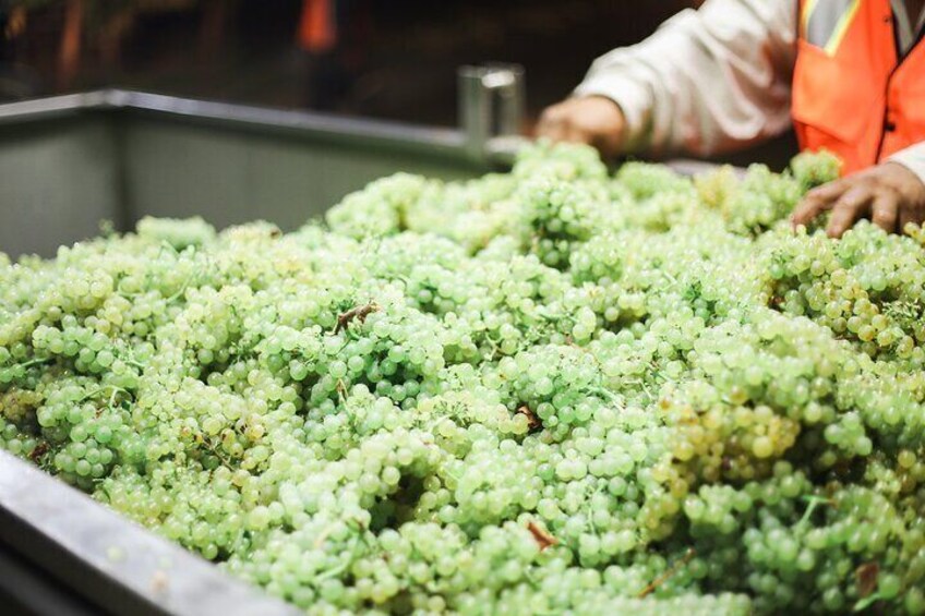 Small Group Olive Oil and Wine Tour with Light Lunch