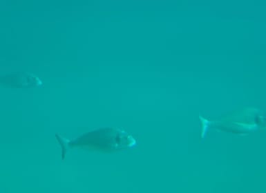 Zadar: Yellow Semi-Submarine Underwater Exploration Tour