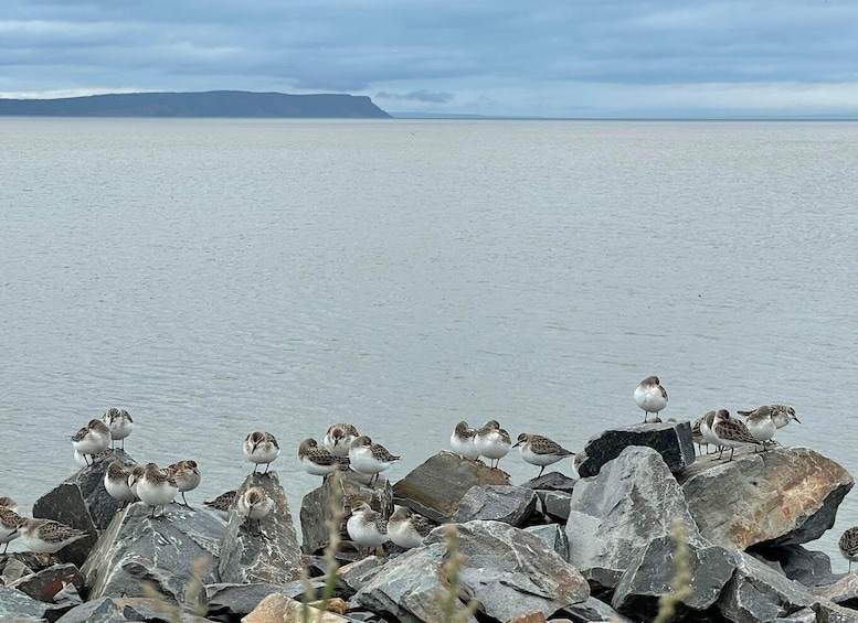 Picture 4 for Activity Halifax: Peggy's Cove, Lunenburg, and Annapolis Valley Tour