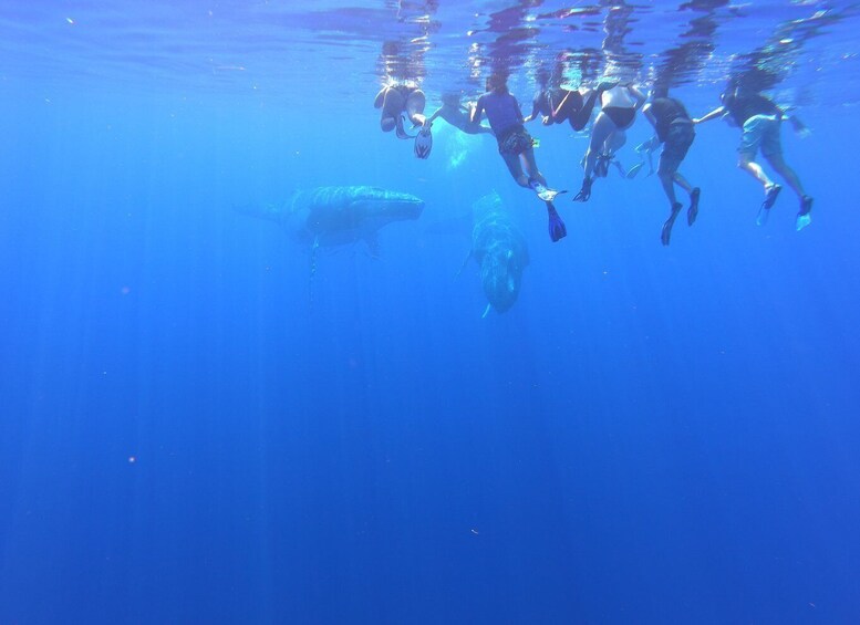 Picture 2 for Activity Bora Bora: halfday whale watching (August 1-October 31)