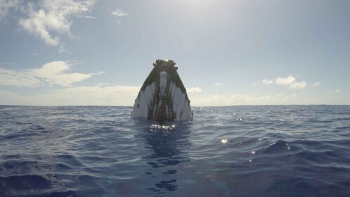 Bora Bora: halvdags valskådning (1 augusti-31 oktober)