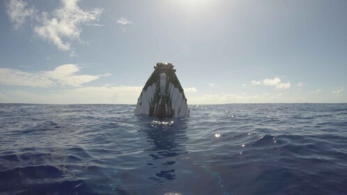 Bora Bora : demi-journée d'observation des baleines (du 1er août au 31 octo...