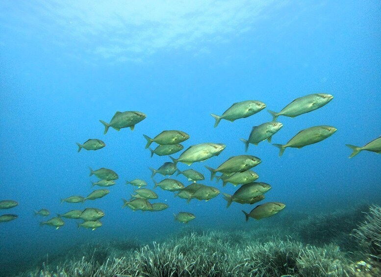 Picture 3 for Activity Menorca: Curso Open Water Diver in Cala'n Bosch.