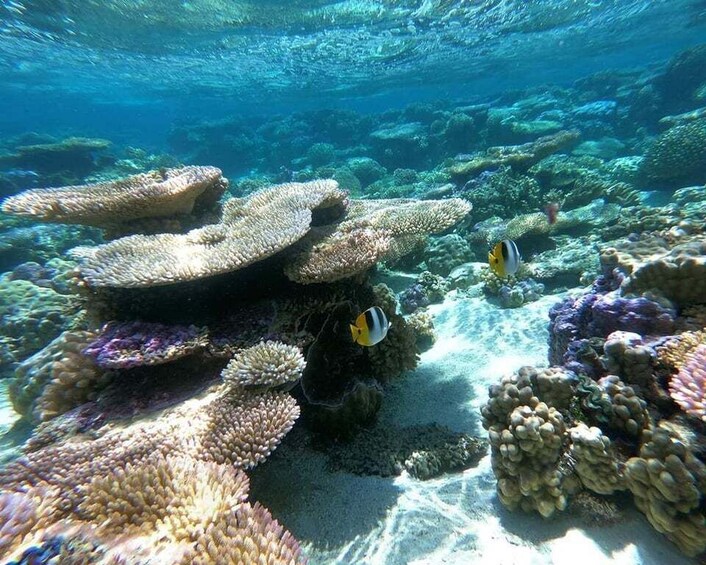 Picture 2 for Activity Bora Bora: Morning or Afternoon Snorkeling Lagoon Tour