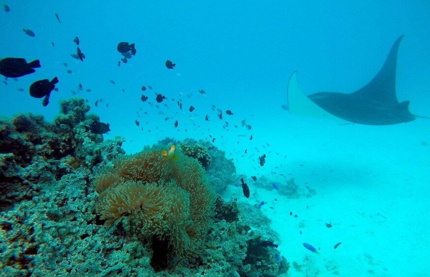 Picture 3 for Activity Bora Bora: Morning or Afternoon Snorkeling Lagoon Tour