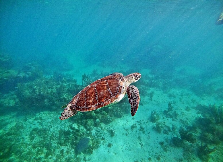 Picture 3 for Activity Underwater World