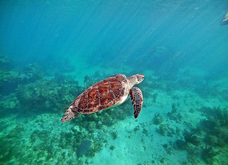 Picture 3 for Activity Underwater World