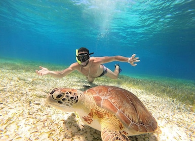 Excursion FRANCOPHONE inoubliable Cozumel El Cielo et tortue