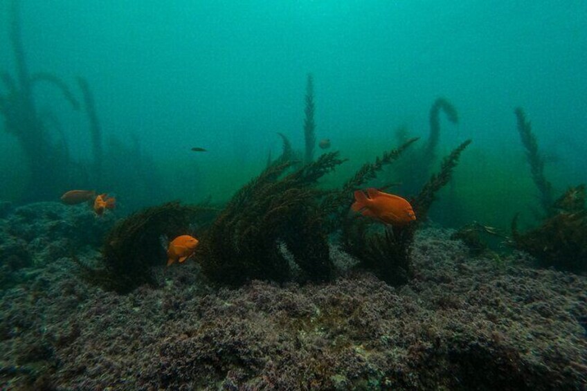 La Jolla Snorkel with the Leopard Sharks