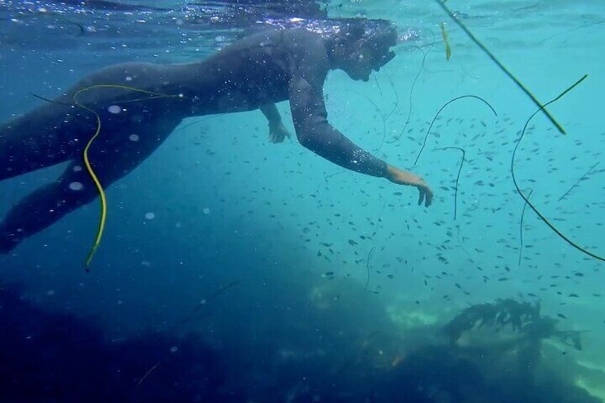 La Jolla Snorkel with the Leopard Sharks