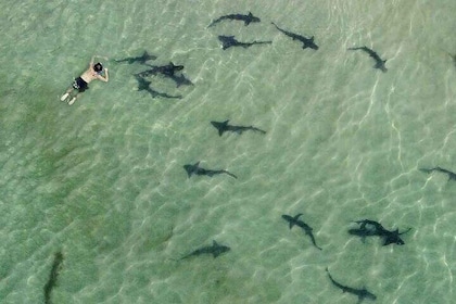 La Jolla Snorkel with the Leopard Sharks