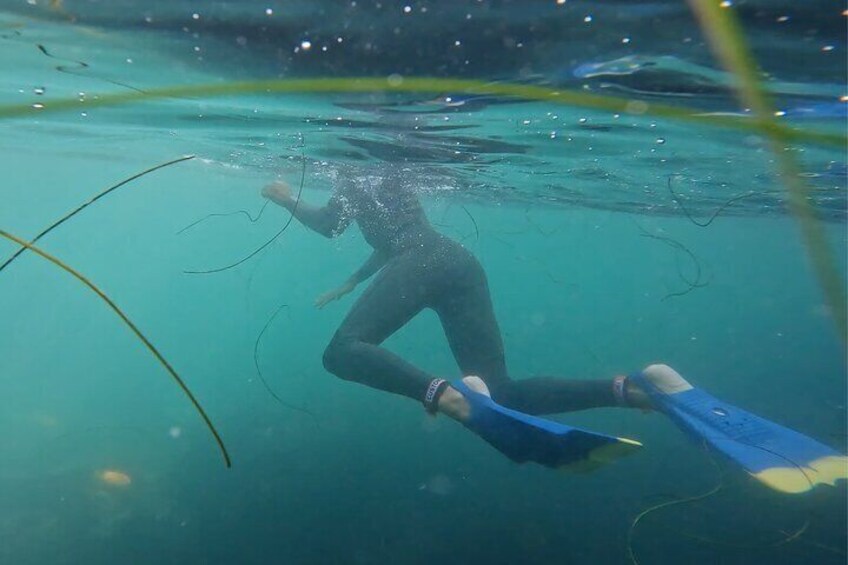 La Jolla Snorkel with the Leopard Sharks