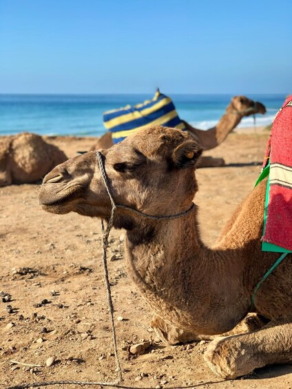 Picture 6 for Activity From Tanger: Hercules Caves & Cap Spartel w/ Camel Ride