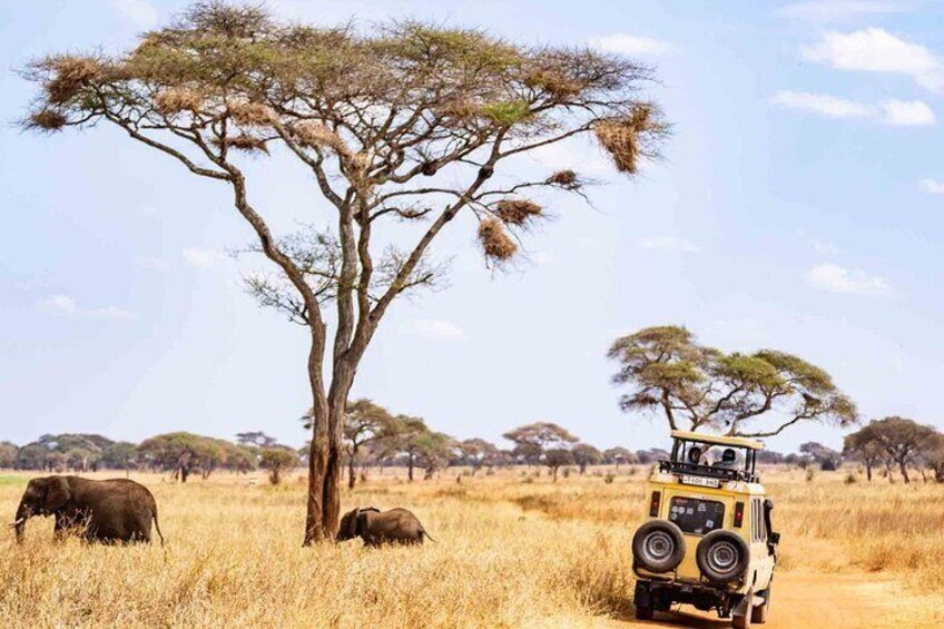 1-Day Shared Safari to Nyerere NP from Zanzibar