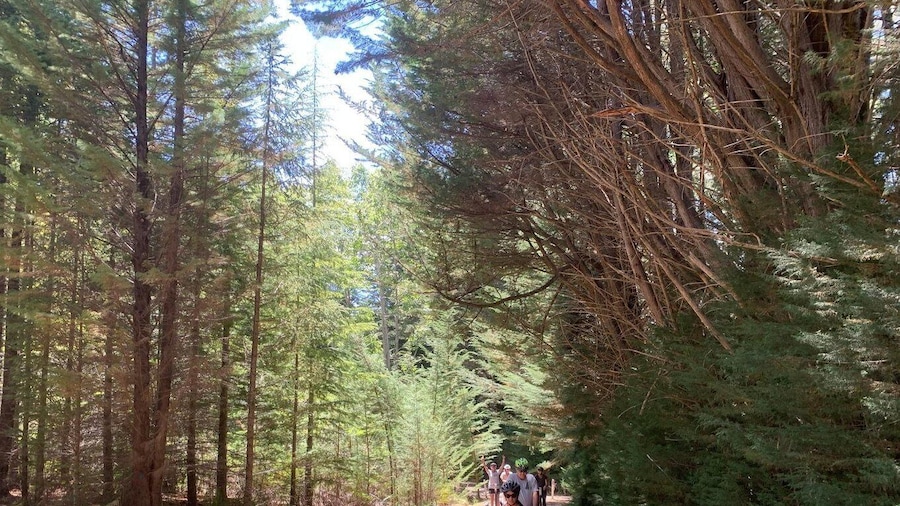 Launceston: Hollybank Forest Guided Segway Tour