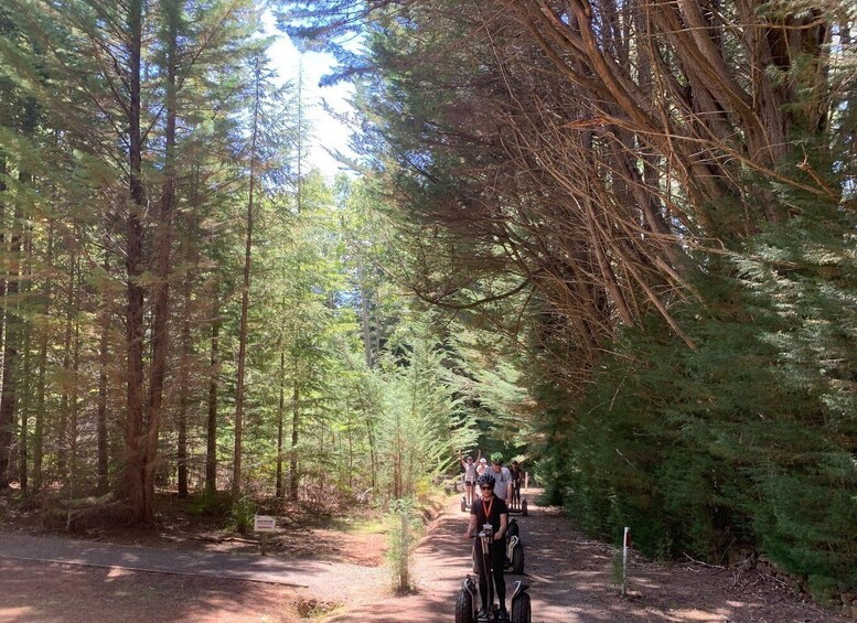 Launceston: Hollybank Forest Guided Segway Tour