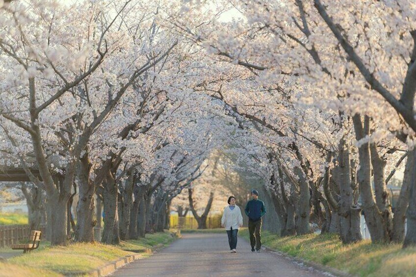 Enjoy Hot Spring Bath / Onsen and Sakura / Cherry Blossom View