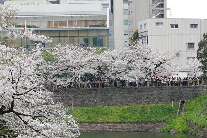 Enjoy Hot Spring Bath / Onsen and Sakura / Cherry Blossom View