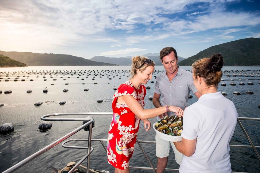 Picture 1 for Activity Picton and Marlborough Sounds: Seafood Odyssea Cruise