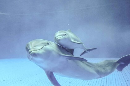 ジェノバ水族館イタリア語でプライベートツアー ( 14:30 )