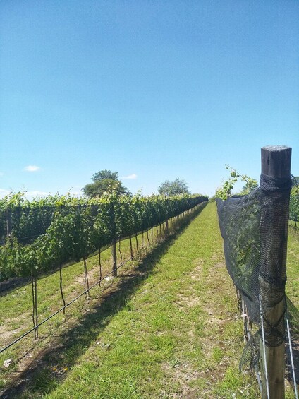 Wine Tour Córdoba