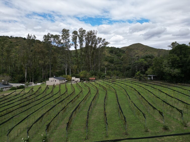 Wine Tour Córdoba