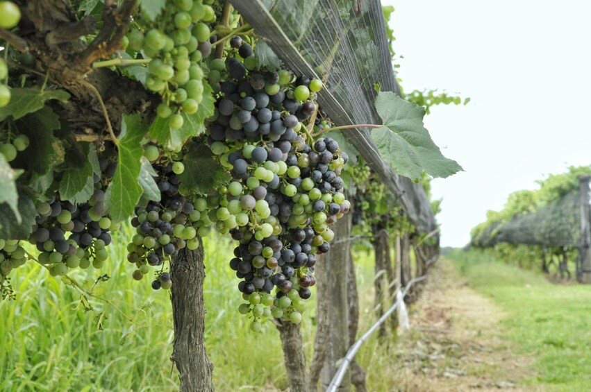 Wine Tour Córdoba