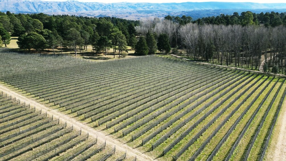 Wine Tour Córdoba