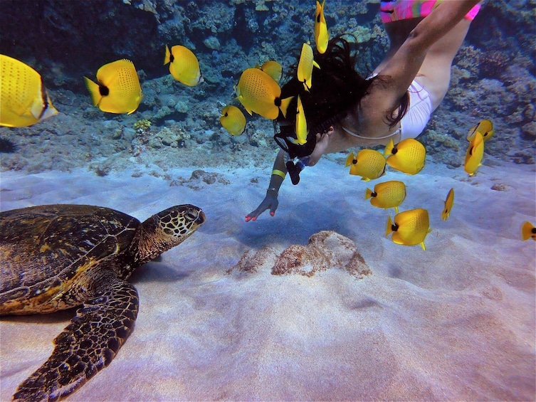 Molokini Crater and Turtle Town Snorkel Adventure aboard the Calypso