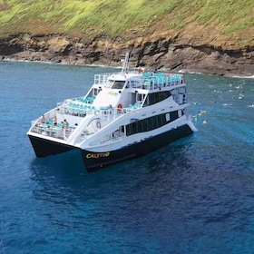 Molokini krater en schildpaddenstad snorkelavontuur aan boord van de Calyps...