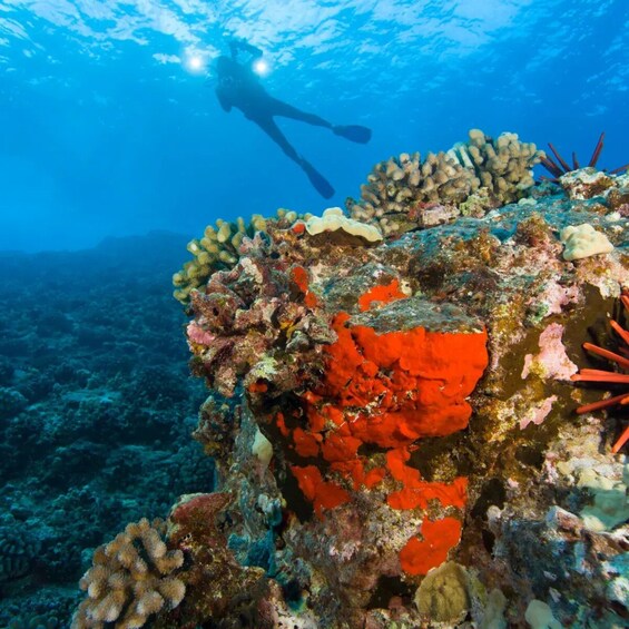 Molokini Crater and Turtle Town Snorkel Adventure aboard the Calypso