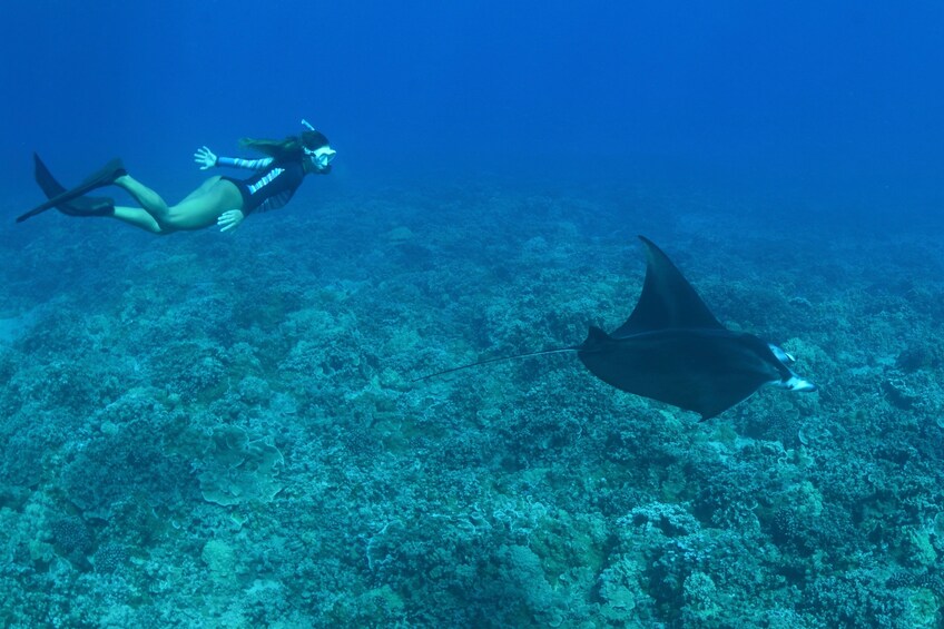 From Ma'alaea Harbor: Molokini Crater and Turtle Town Snorkel Adventure