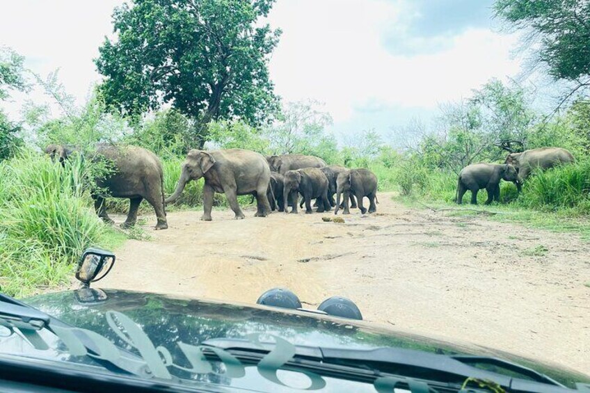 Minneriya National Park Half day Jeep Safari with Hotel Pickup