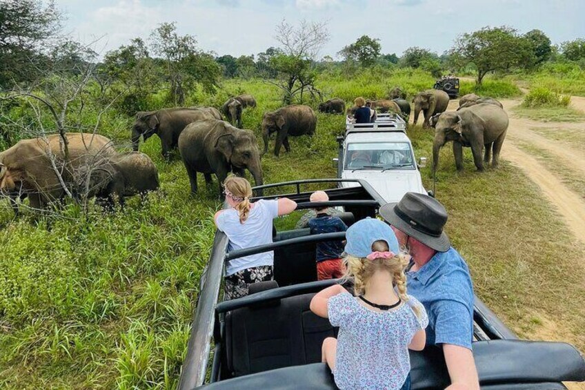 Minneriya National Park Half day Jeep Safari with Hotel Pickup