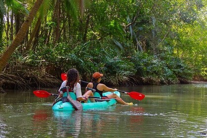 2 Hours Kayaking Tour in The Mangroves