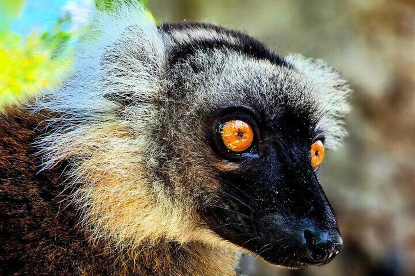 Eleven Days Private Tour in Madagascar